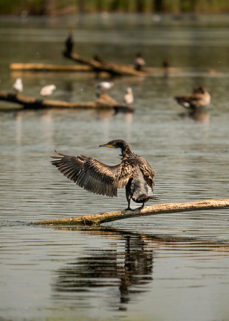 Kormoran in den Sümpfen