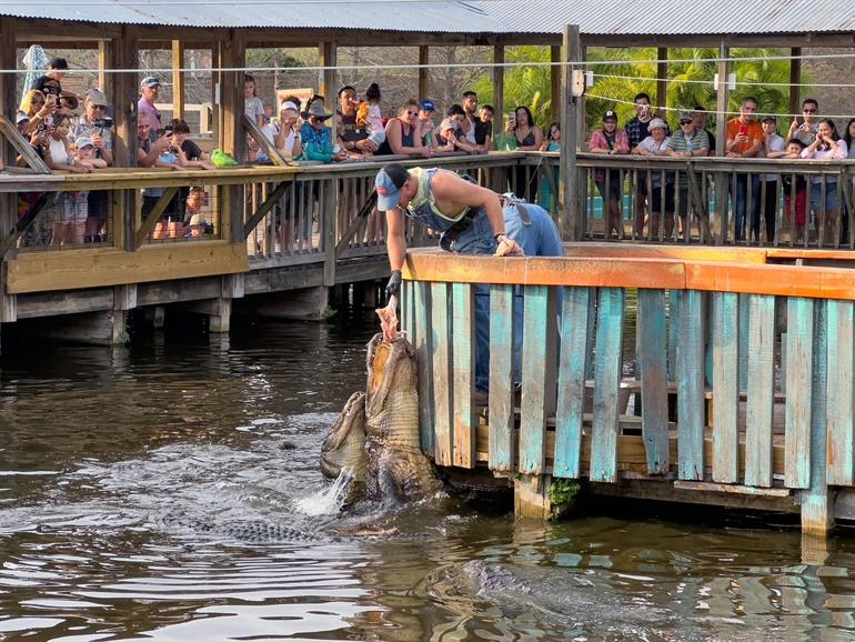 Alligatoren und Krokodile in Gatorland, Orlando