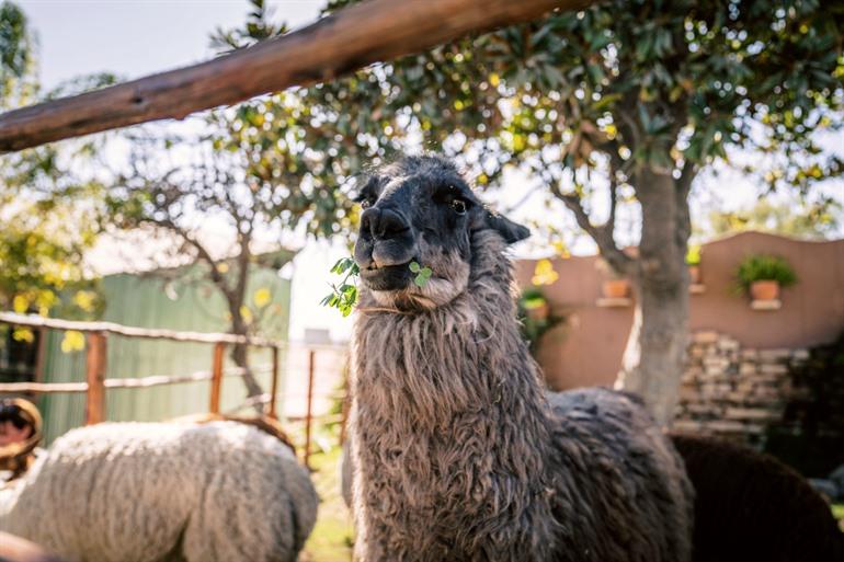 Alpaca Mundo