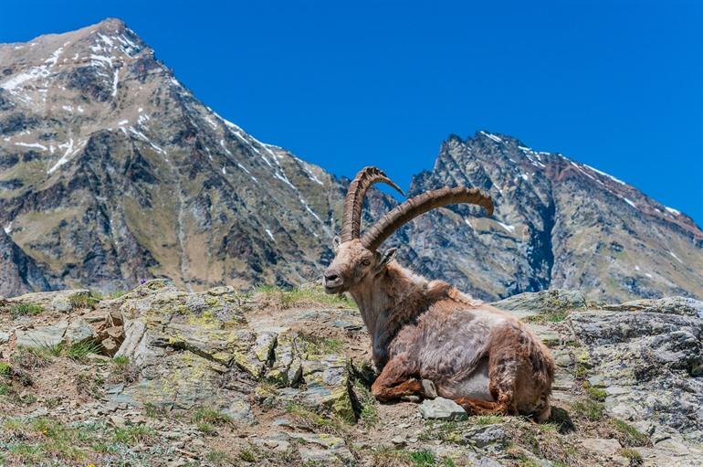 Affenschakal in dem Nationalpark Gran Paradiso, Ligurien