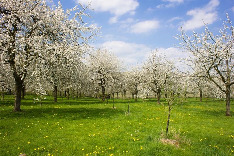 Apfelbäume in Blüte in Mettekoven
