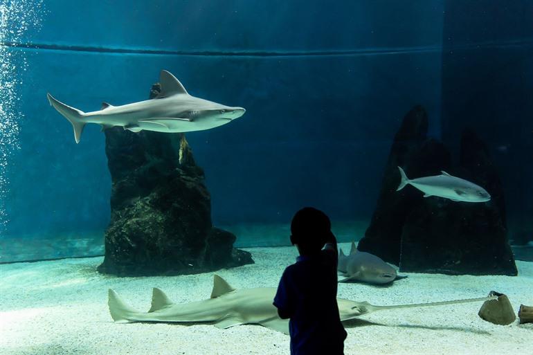 Aquarium von Genua, Italien