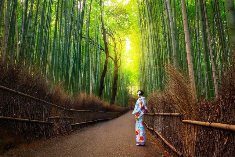 Arashiyama Bambuswald