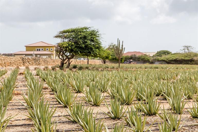 Aruba Aloe Museum besuchen, Aruba
