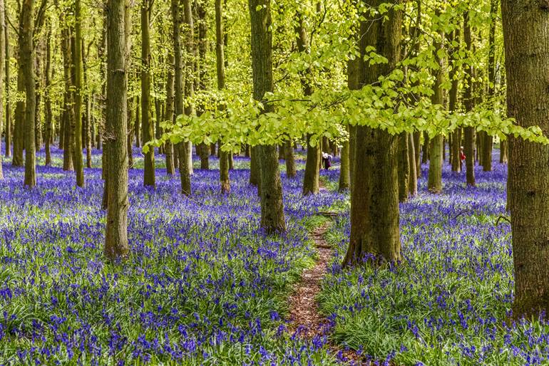 Ashridge Wood in Newbury, Großbritannien
