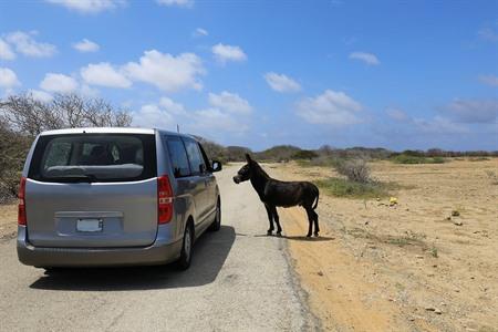 Auto mieten auf Bonaire ab 5 € pro Tag? Infos & Tipps plus So finden Sie den günstigsten Mietwagen