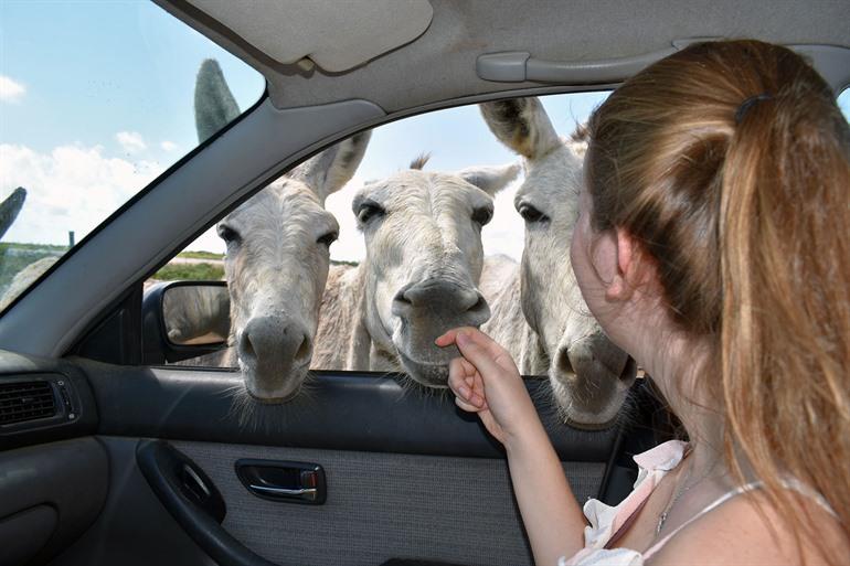 Mit dem Auto auf Bonaire, ABC-Inseln