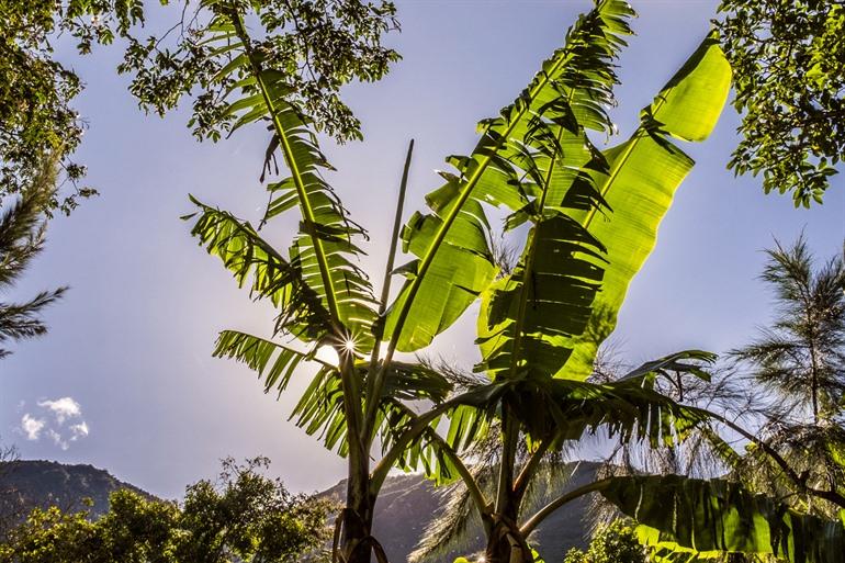 Bananenbäume auf deiner Wanderung
