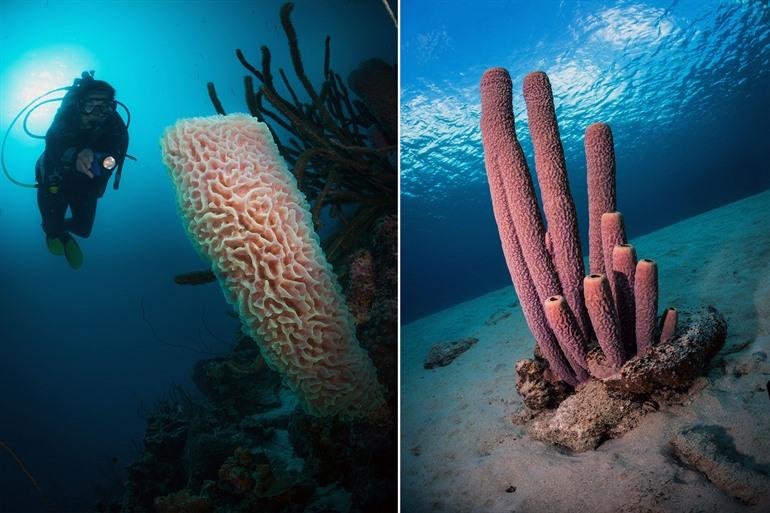 Bari Reef, Bonaire