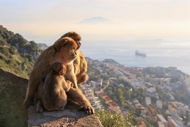 Berberaffen auf den Felsen von Gibraltar