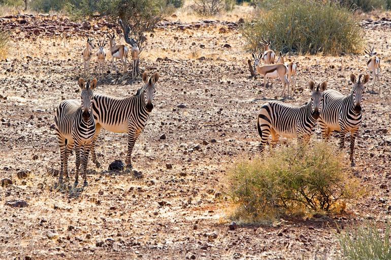 Bergzebras während der Etendeka Walking Trail beobachten