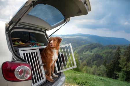 Der beste Reisekorb für Ihren Hund