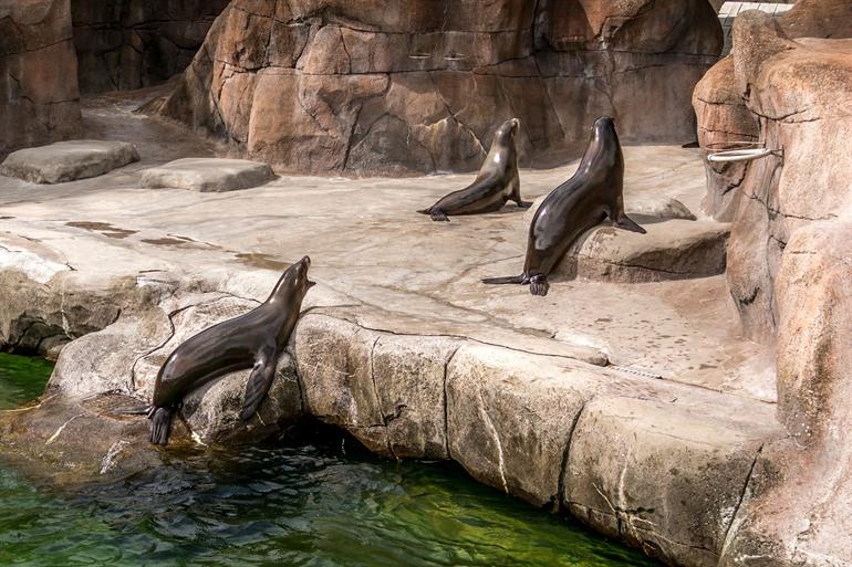 Besuchen Sie den Aalborg Zoo in Dänemark