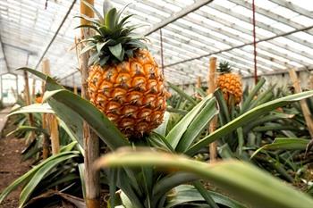 Besuchen Sie die Ananasplantage auf den Azoren