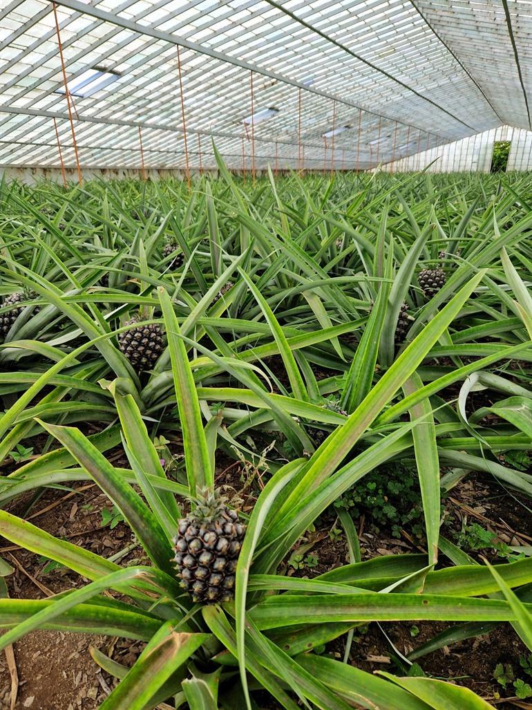 Besuchen Sie die Ananasplantagen auf São Miguel