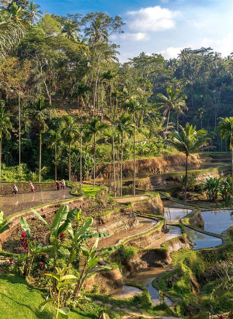 Besuchen Sie die Reisterrassen von Tegalalang in Ubud