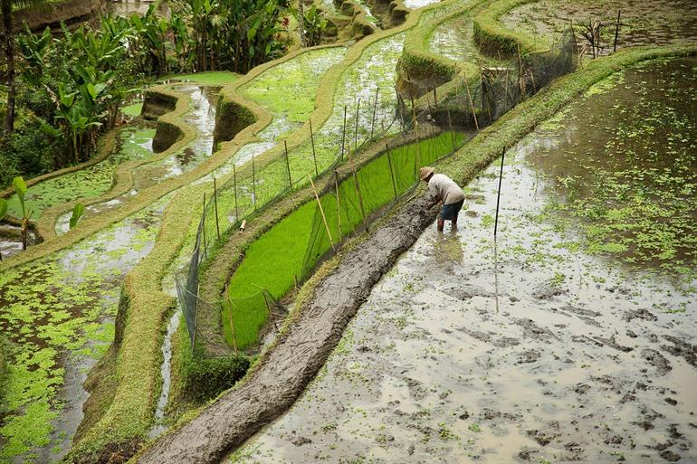 Besuchen Sie die Reisterrassen von Tegalalang in Ubud