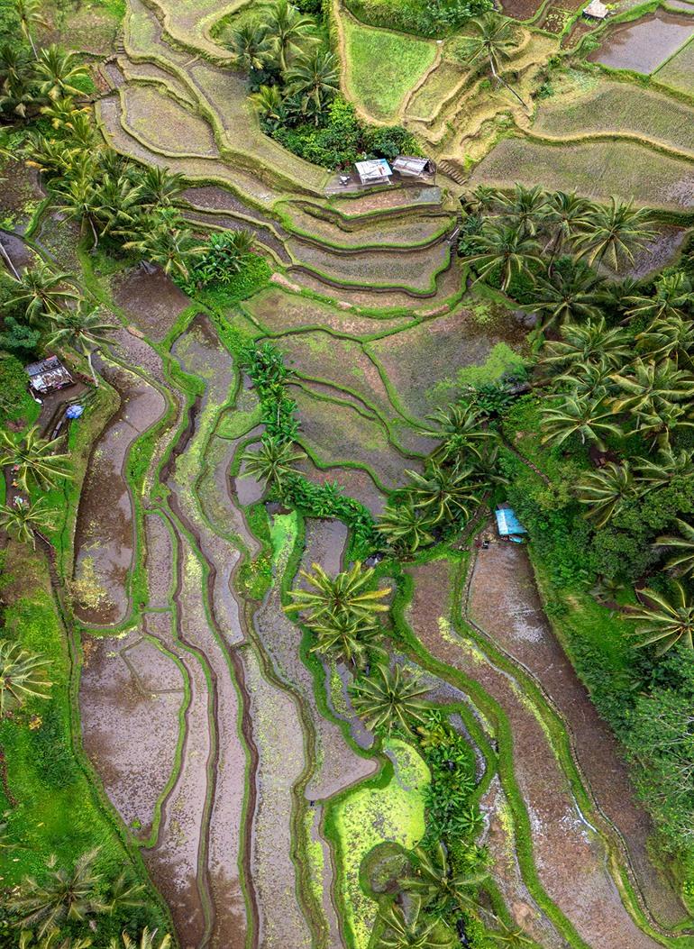 Besuchen Sie die Reisterrassen von Tegalalang in Ubud