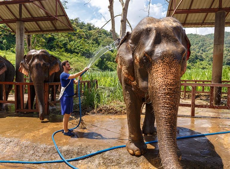 Besuchen Sie ein Elefantenreservat in Chiang Mai