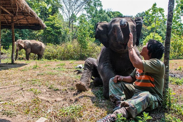 Besuchen Sie ein Elefantenreservat in Chiang Mai