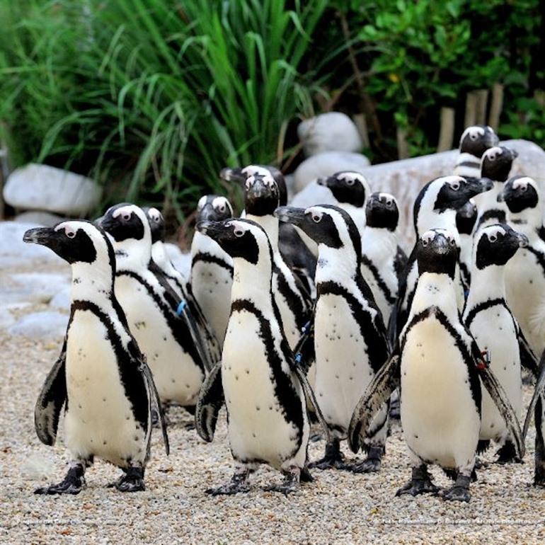 Planen Sie einen Besuch im Bioparco? Kaufen Sie Ihre Tickets online und vermeiden Sie Warteschlangen.
