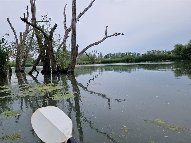 Besondere Natur in der Biesbosch
