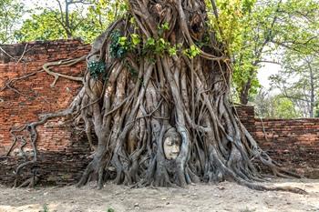 Buddhastatue in einem Baumstamm verwoben, Ayutthaya
