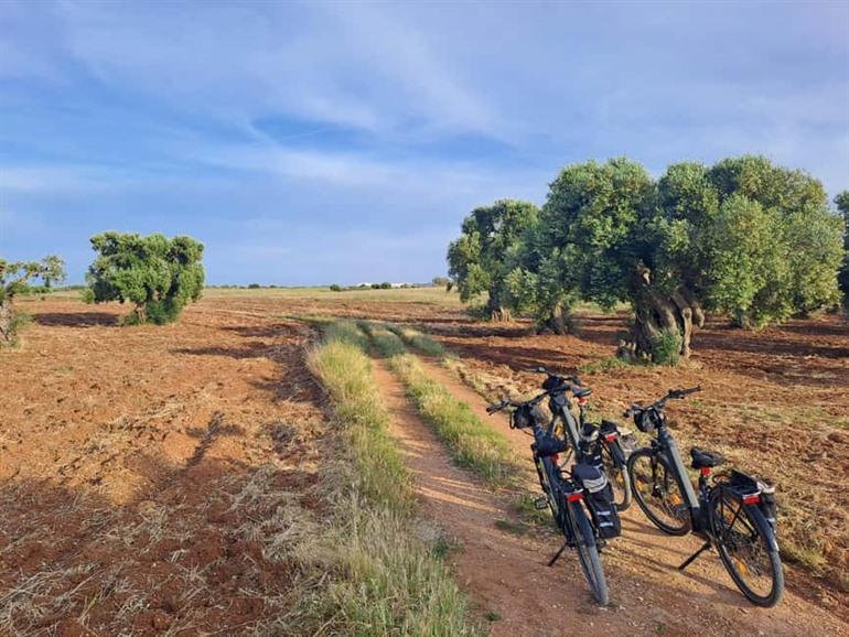Buchen Sie eine E-Biketour mit Besuch einer lokalen Ölmühle inklusive Verkostung