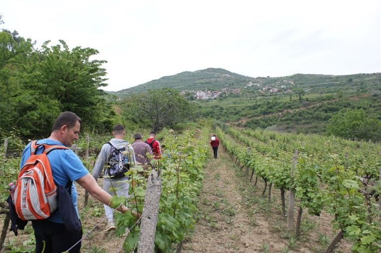 Buchen Sie eine Weinbergführung ab Berat