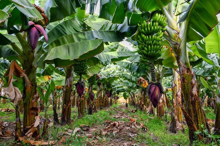 Buche hier deine Führung durch die Bananenplantage Hacienda La ReKompensa