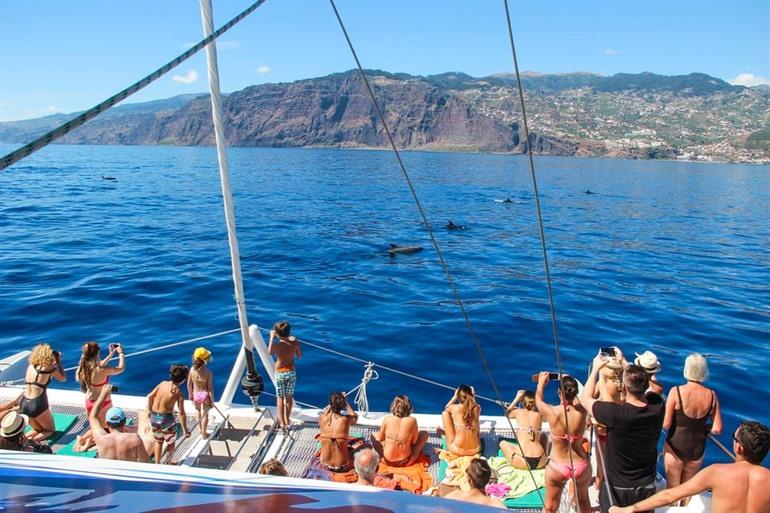 Buche eine Bootstour zum Delfin- und Walbeobachten ab Funchal