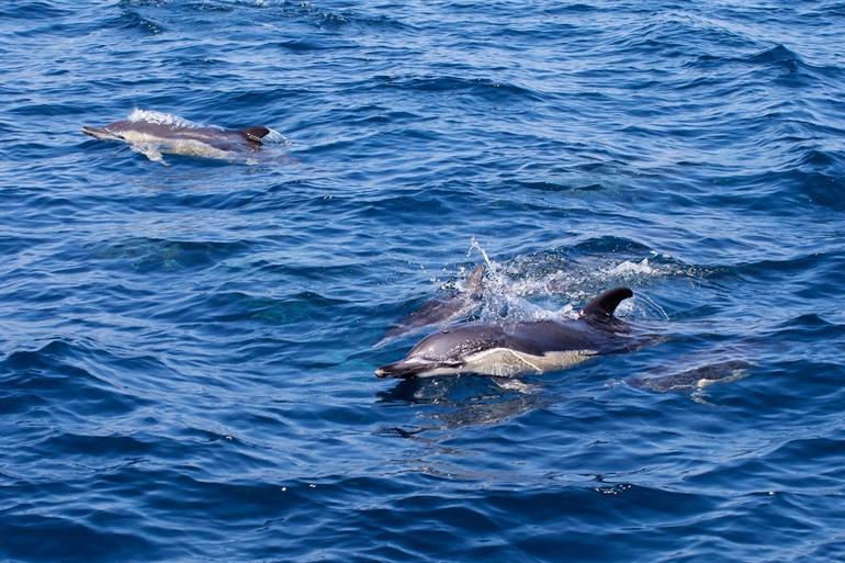 Buche deine Bootstour zur Delfinbeobachtung in Gibraltar
