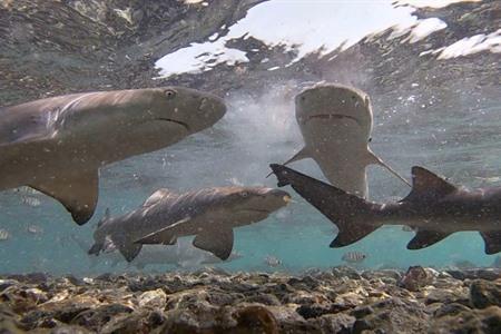 Buche dein Shark Bay-Erlebnis ab Santa Maria