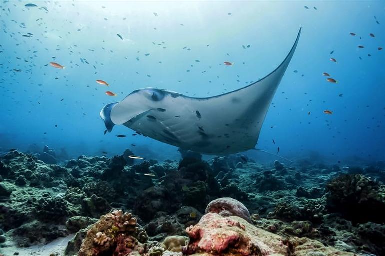 Buche dein Schnorchelabenteuer auf Nusa Penida und schwimme mit Mantas.