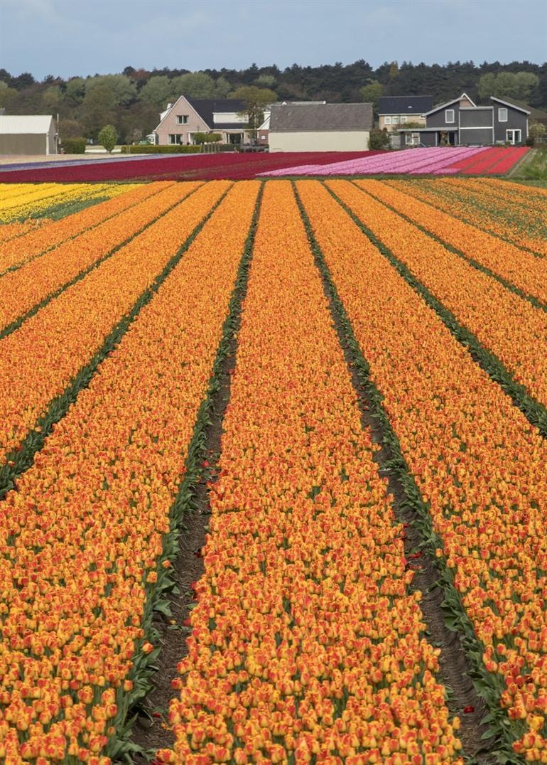 Bollenstreek Niederlande Tulpen