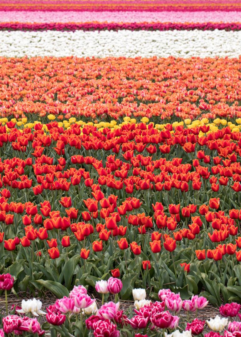 Bollenstreek Niederlande Tulpen
