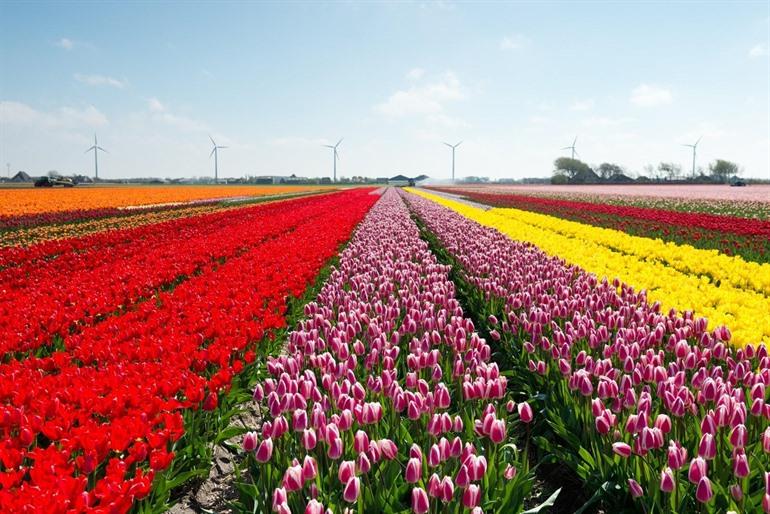 Tulpenfelder in Holland