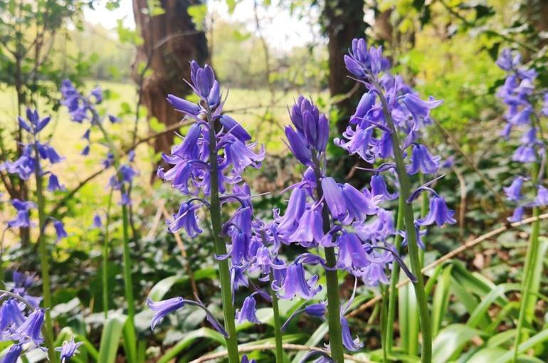 Blausternblume