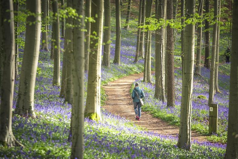 Boshyacinten im Hallerbos