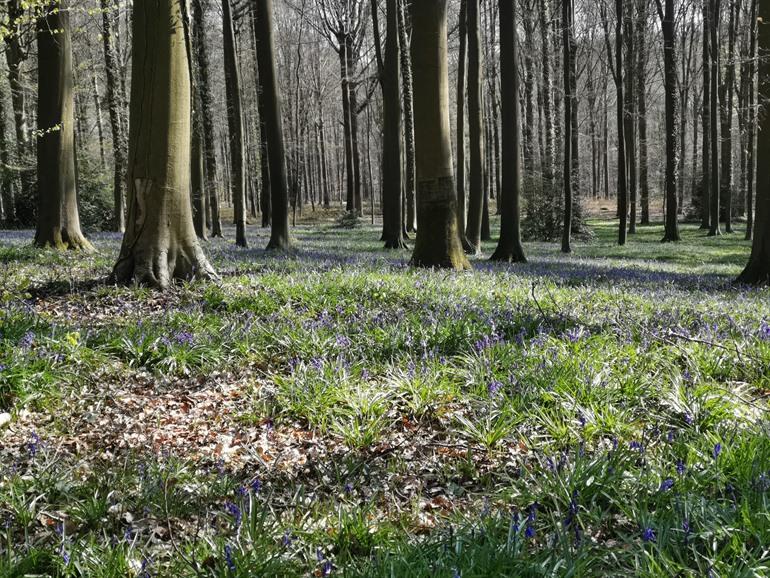 Buchsbaumhyazinthen im Brakelbos