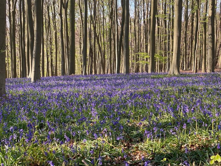 Buchsblüten im Kluisbos