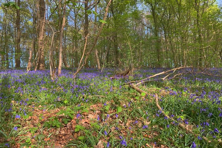Buchsblüten im Kravaalbos bei Asse