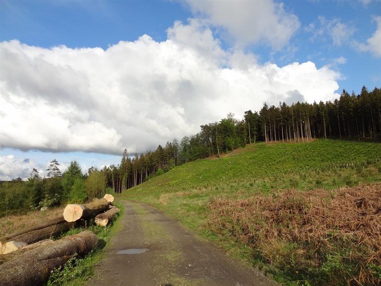 Wanderung durch den Wald in Chiny