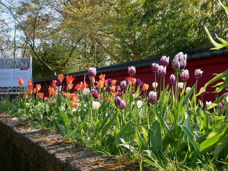Botanischer Garten, Hortus Botanicus Leiden
