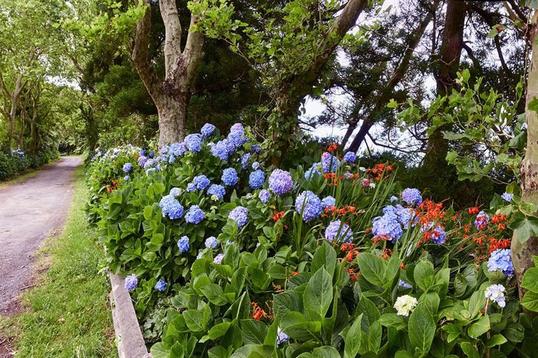 Botanischer Garten von Faial