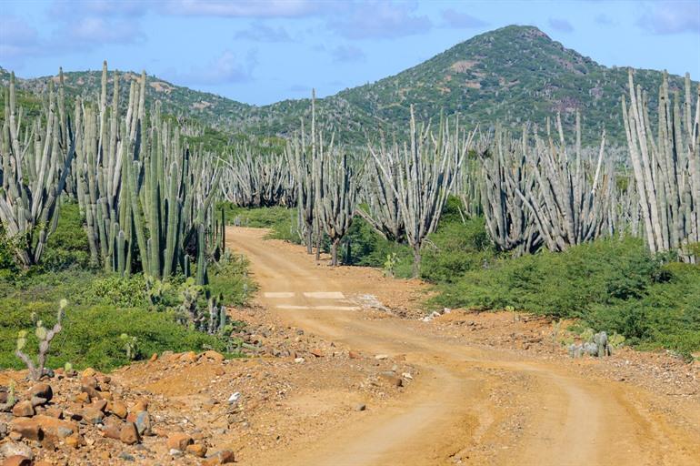 Brandaris auf Bonaire