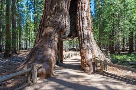 California Tunnelbaum