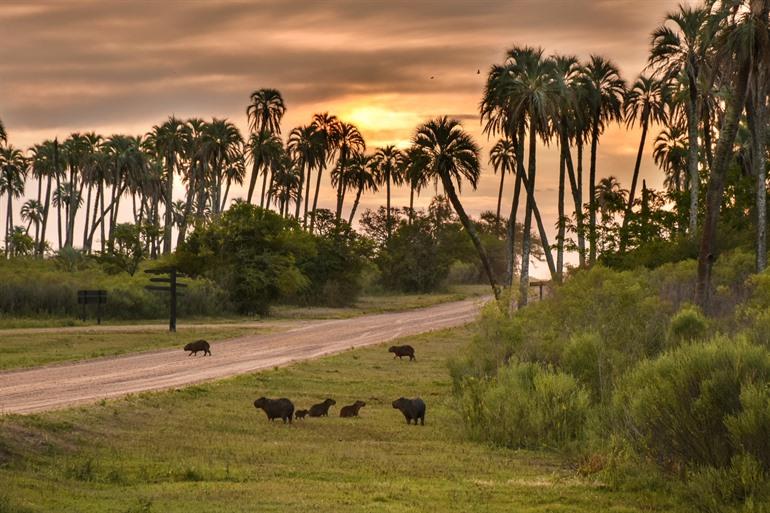 Capybaras im Palmenpark