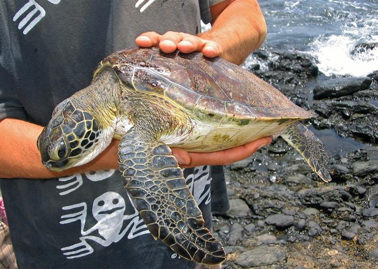 Schildkröten der Art Caretta caretta auf Boa Vista beobachten