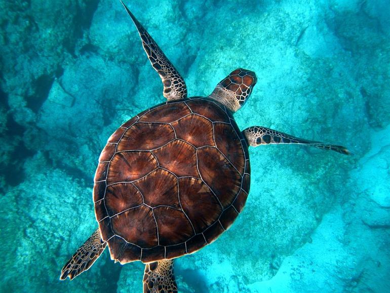 Caretta Caretta Meeresschildkröte